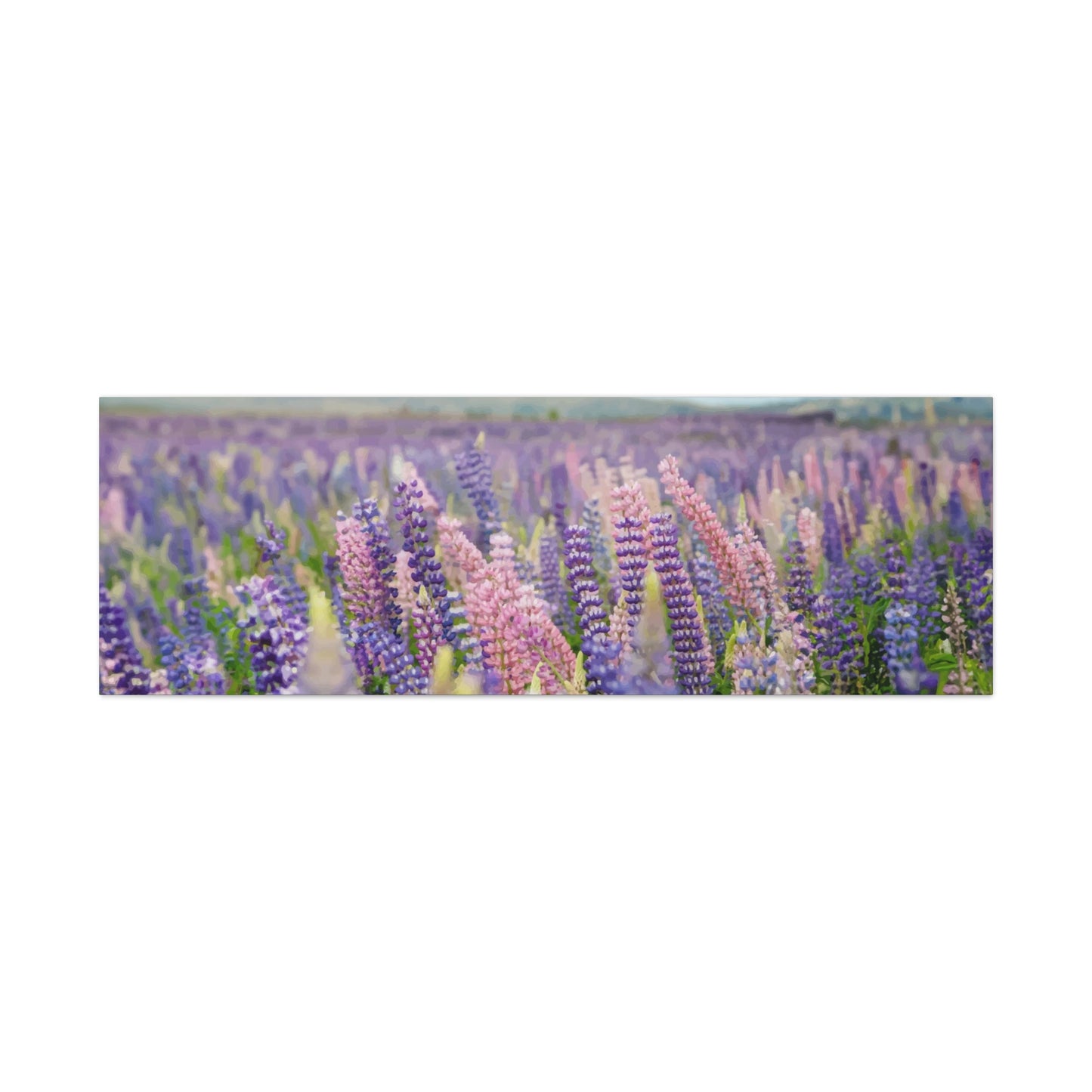 Lavender Wall Art & Canvas Prints