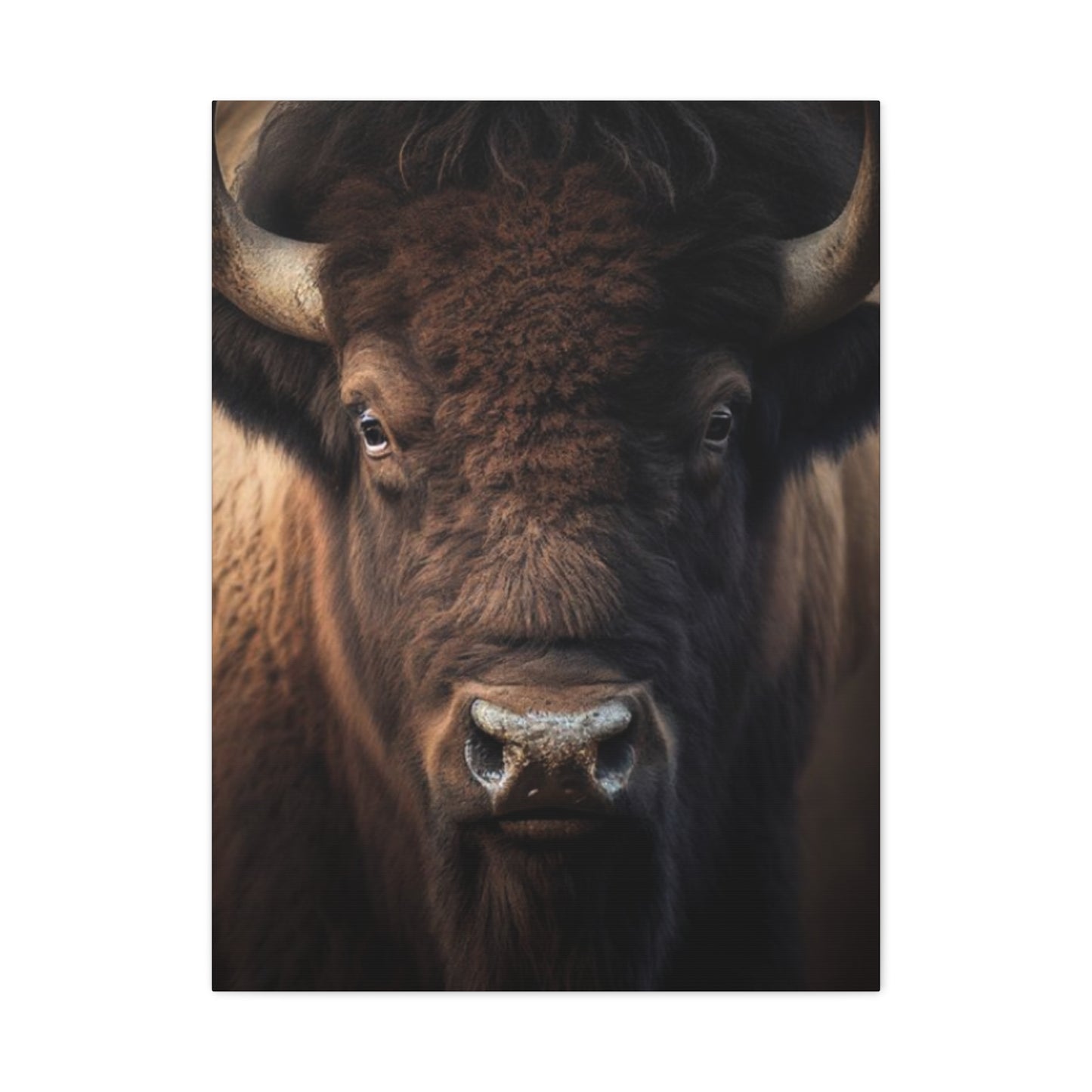 Bison Staring Wall Art & Canvas Prints