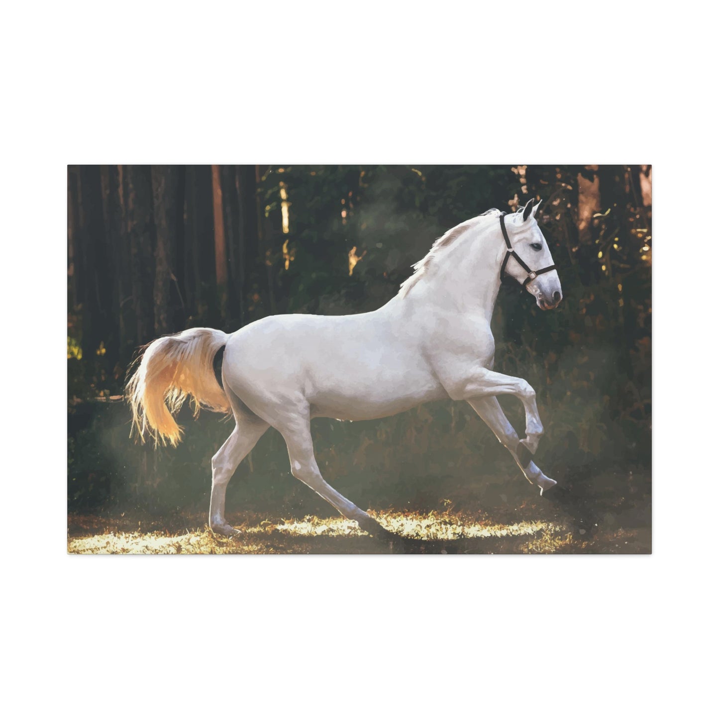 White Horse Wall Art & Canvas Prints