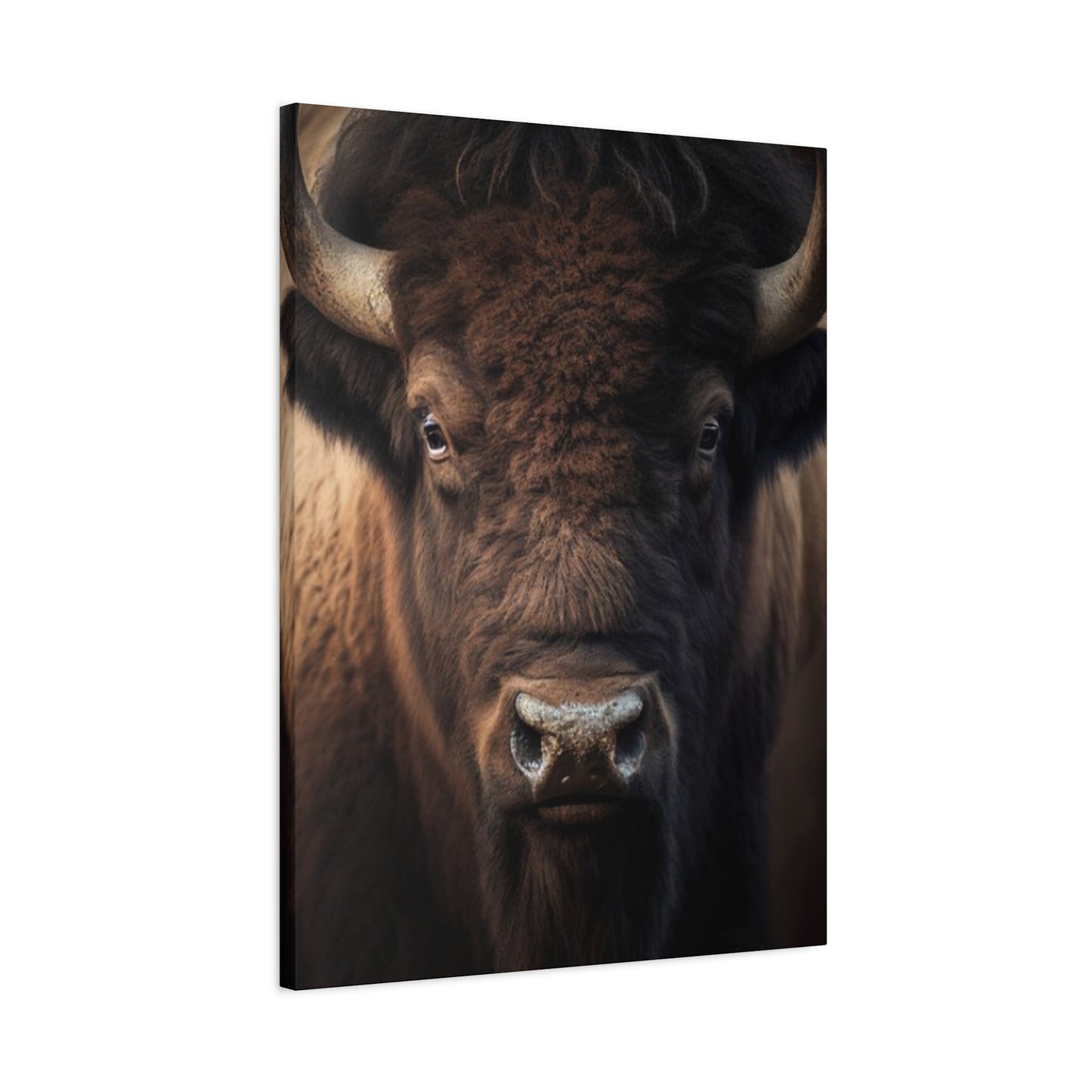 Bison Staring Wall Art & Canvas Prints