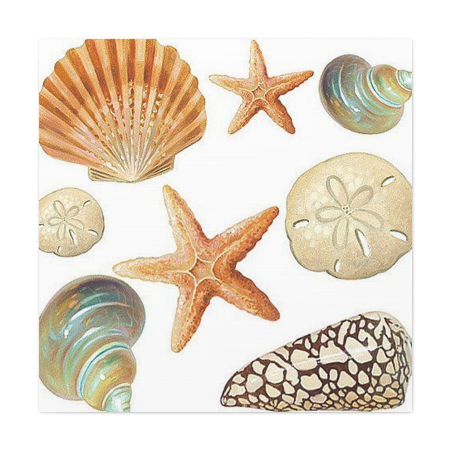 Star Sea Shells Wall Art & Canvas Prints