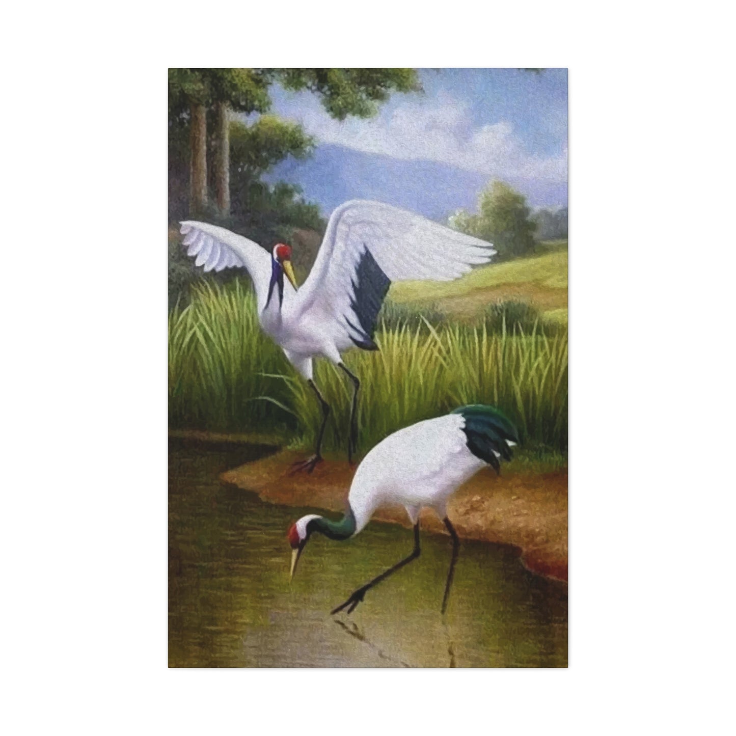 Swan Drinking Water Wall Art & Canvas Prints
