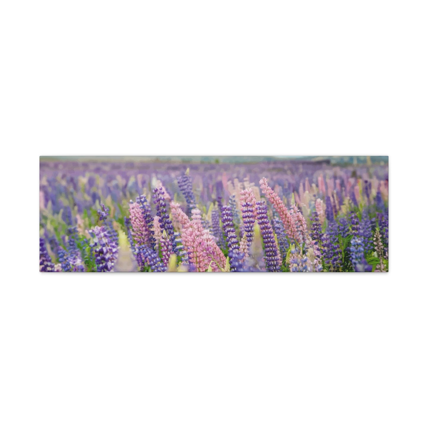 Lavender Wall Art & Canvas Prints