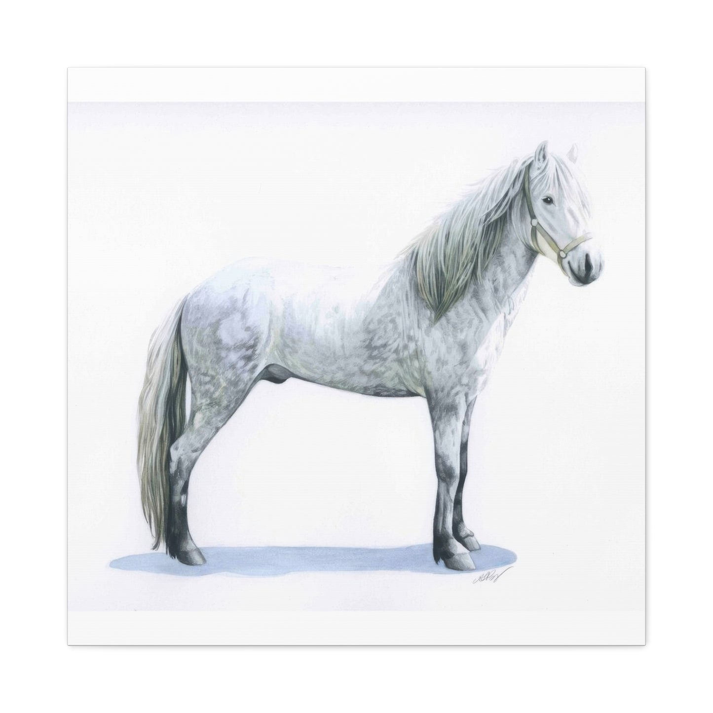 Grace Popp White Horse Wall Art & Canvas Prints