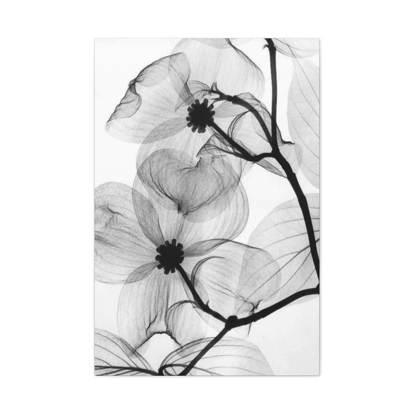 Black & White Flower Wall Art & Canvas Prints