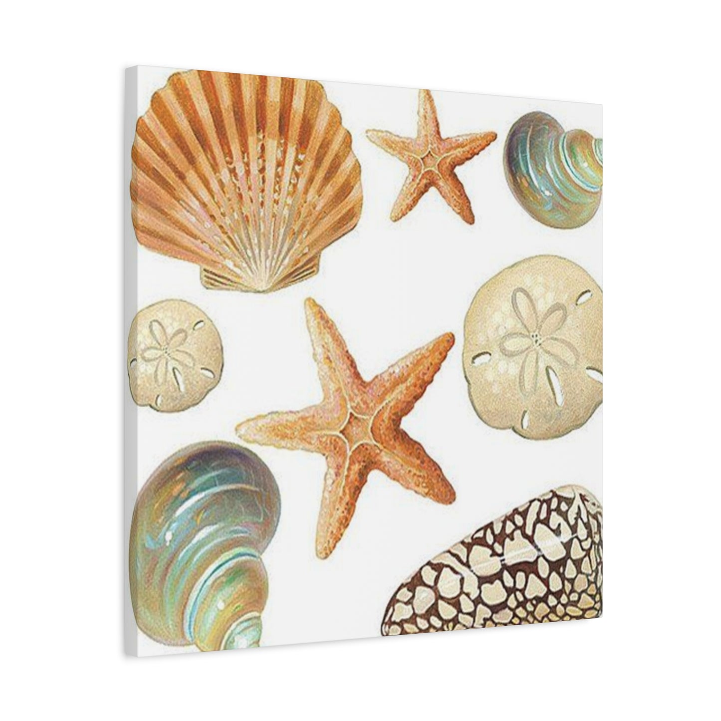 Star Sea Shells Wall Art & Canvas Prints