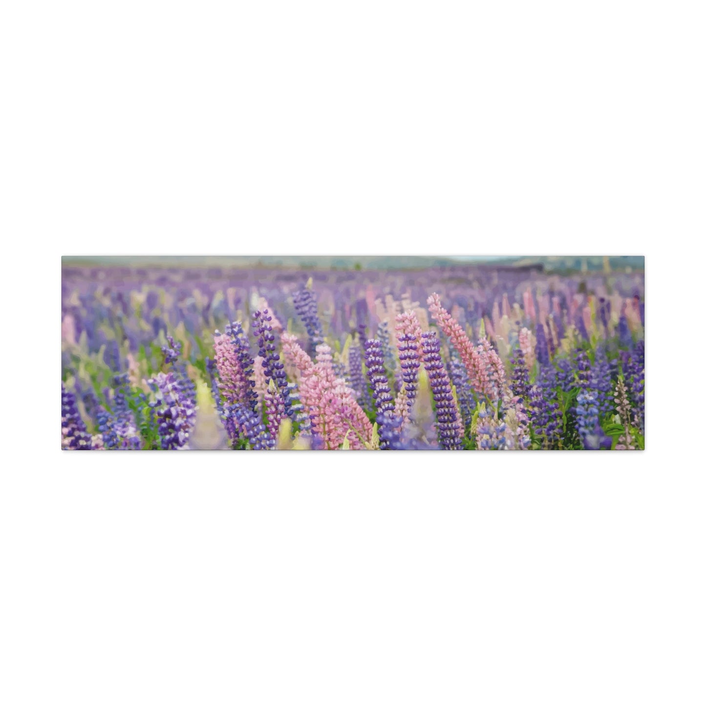 Lavender Wall Art & Canvas Prints