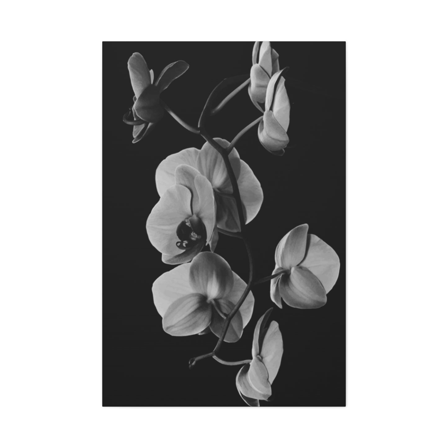 Daffodil Wall Art & Canvas Prints