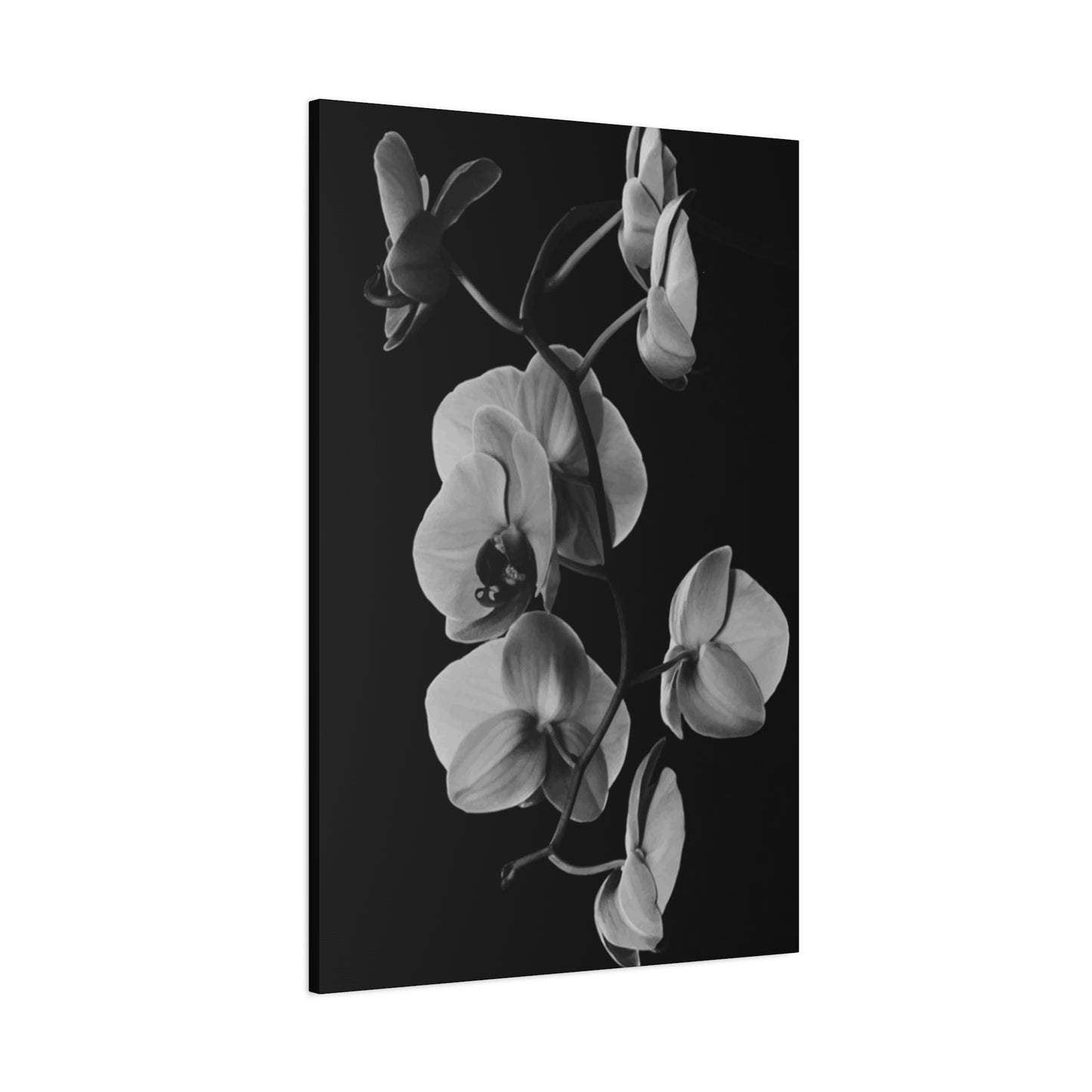 Daffodil Wall Art & Canvas Prints