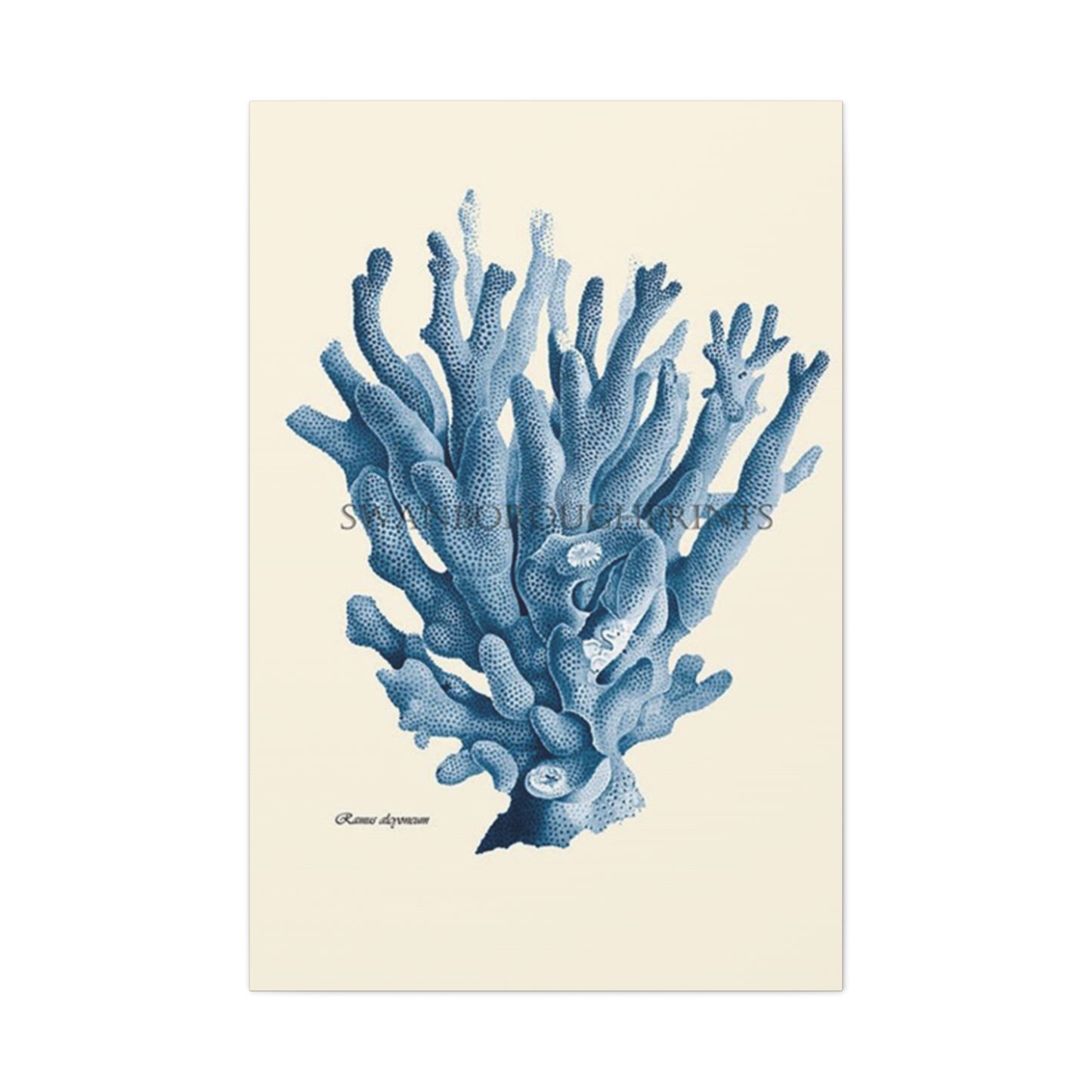 Beautiful Blue Shell Stem Poster Wall Art & Canvas Prints