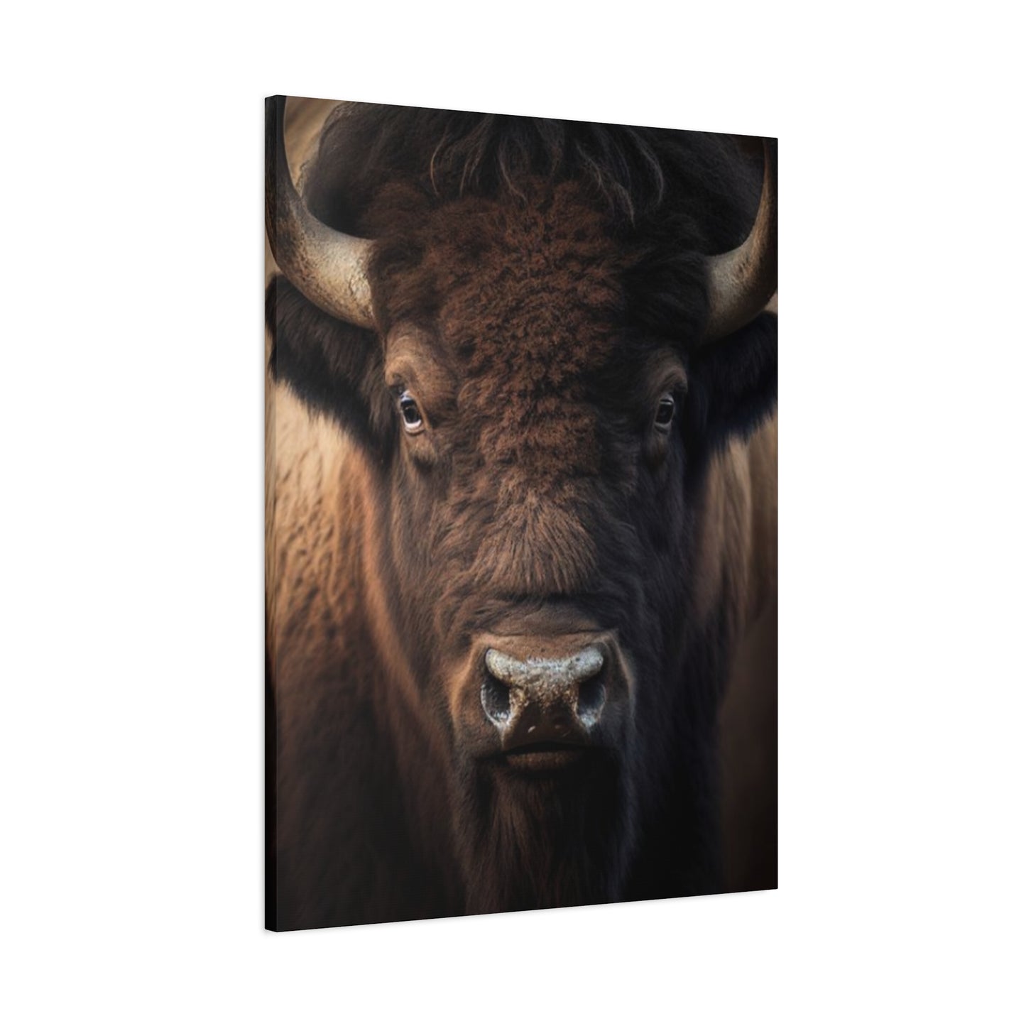 Bison Staring Wall Art & Canvas Prints