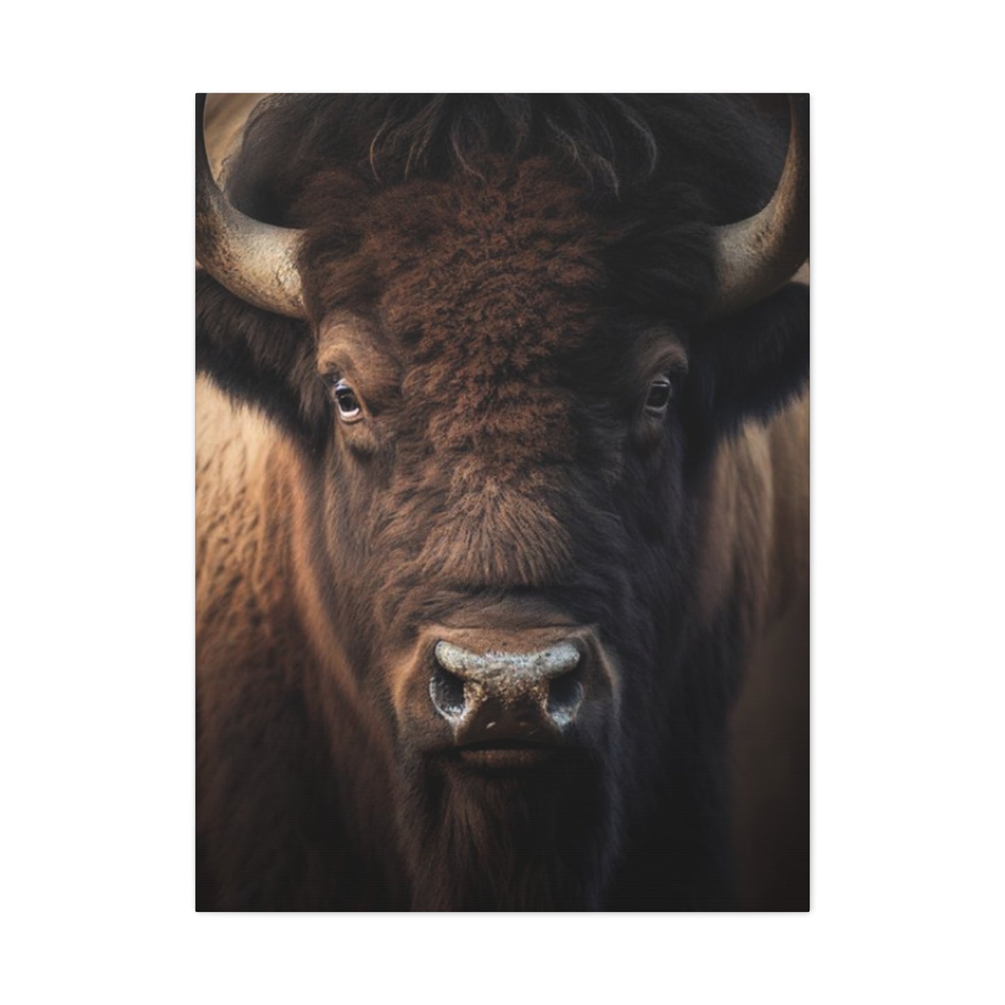 Bison Staring Wall Art & Canvas Prints
