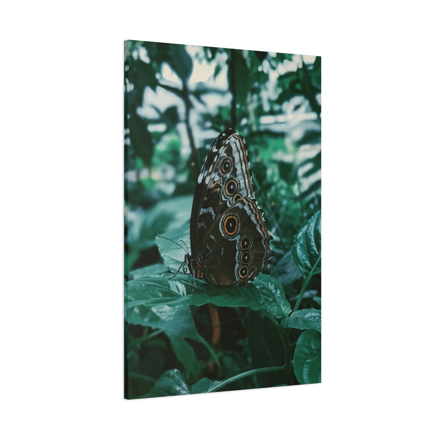 Butterfly Wall Art & Canvas Prints