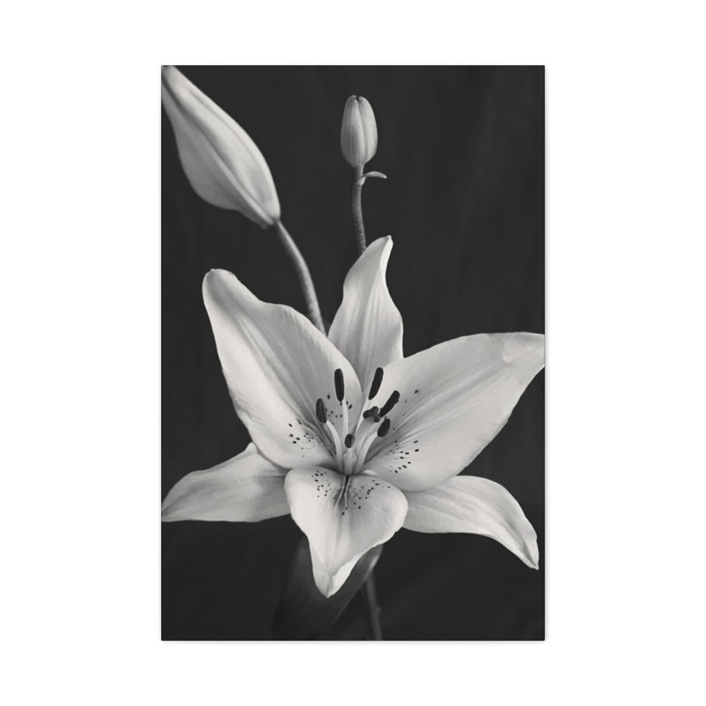 Black & White Floral Wall Art & Canvas Prints
