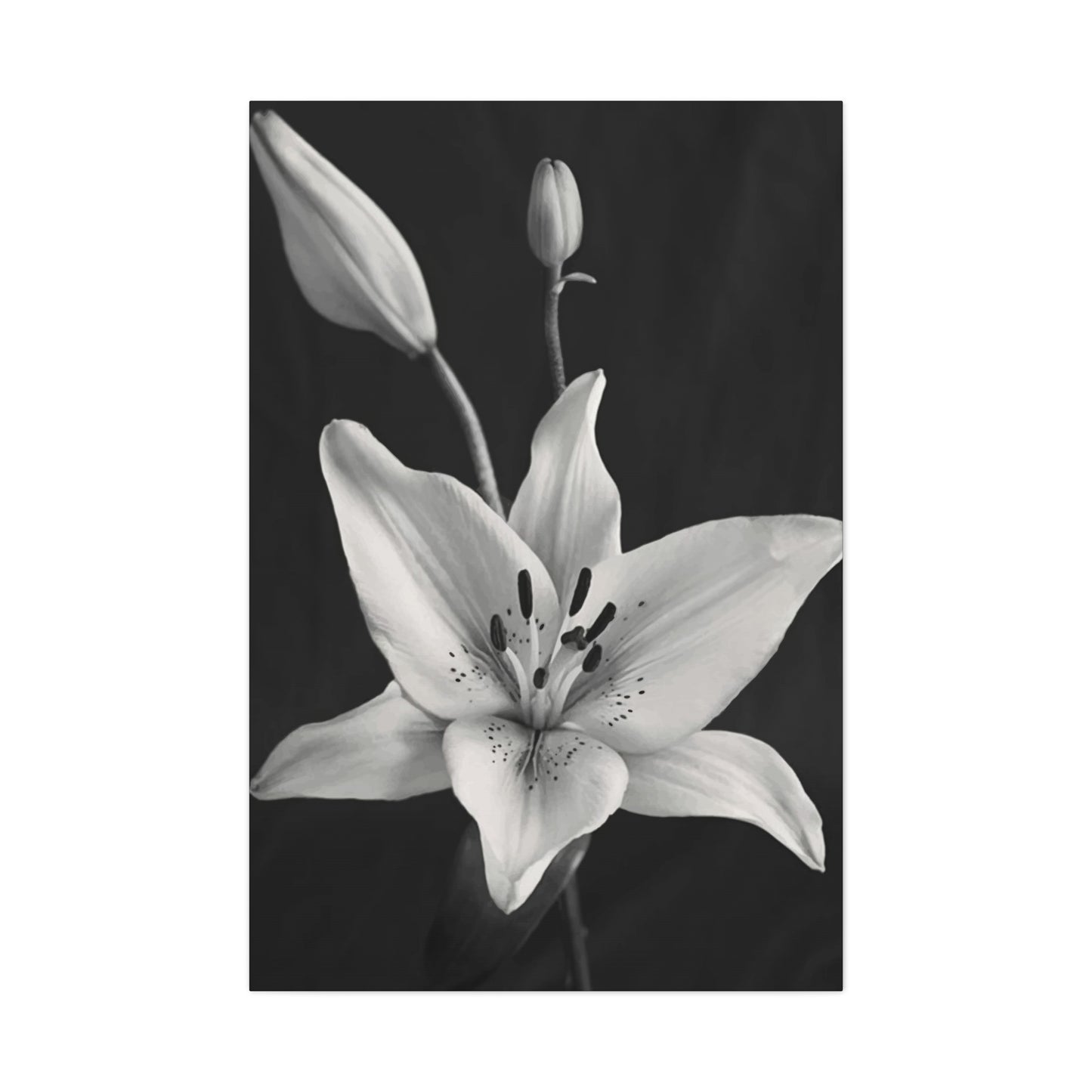 Black & White Floral Wall Art & Canvas Prints