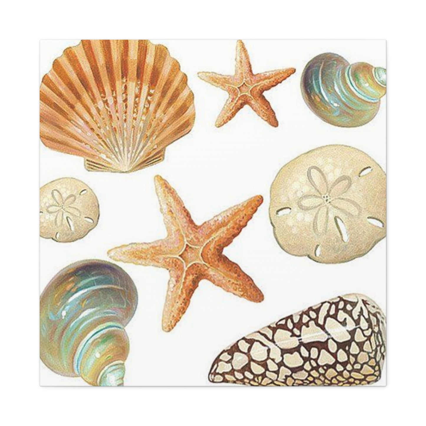Star Sea Shells Wall Art & Canvas Prints