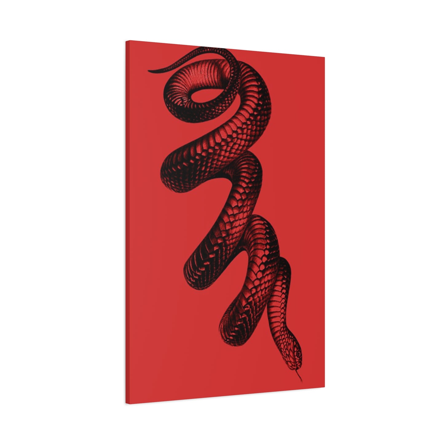 Snake On Red Wall Art & Canvas Prints