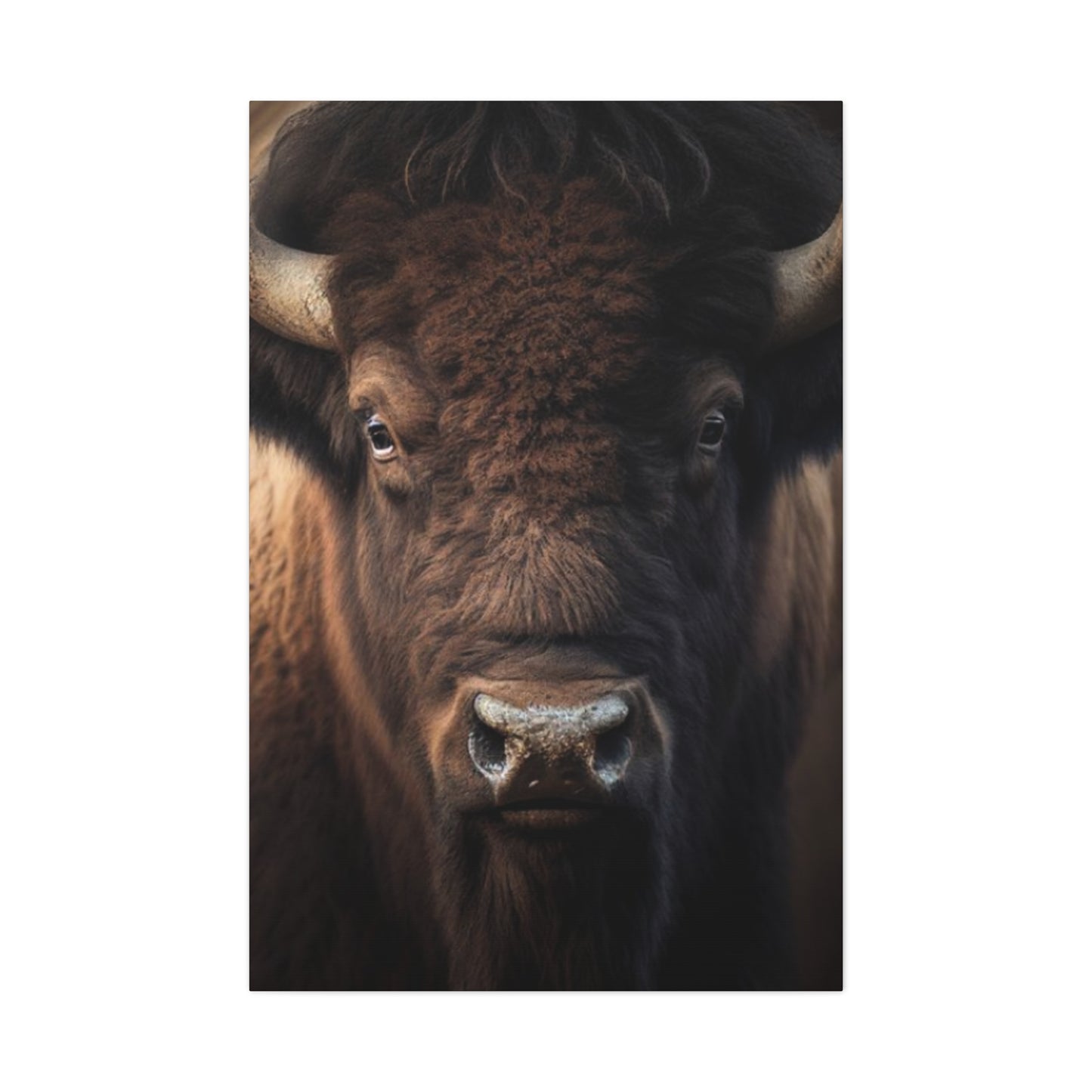 Bison Staring Wall Art & Canvas Prints