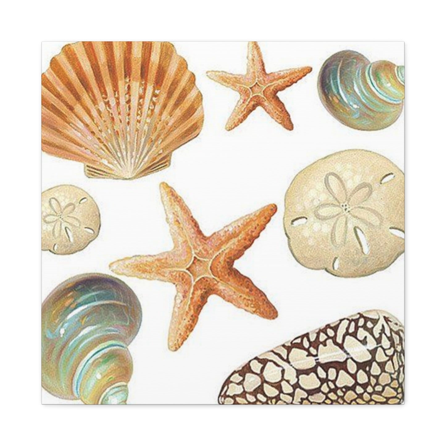 Star Sea Shells Wall Art & Canvas Prints