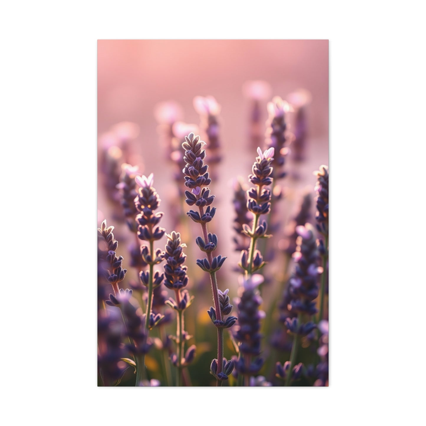 Collection Lavender Herb Art Wall Art & Canvas Print