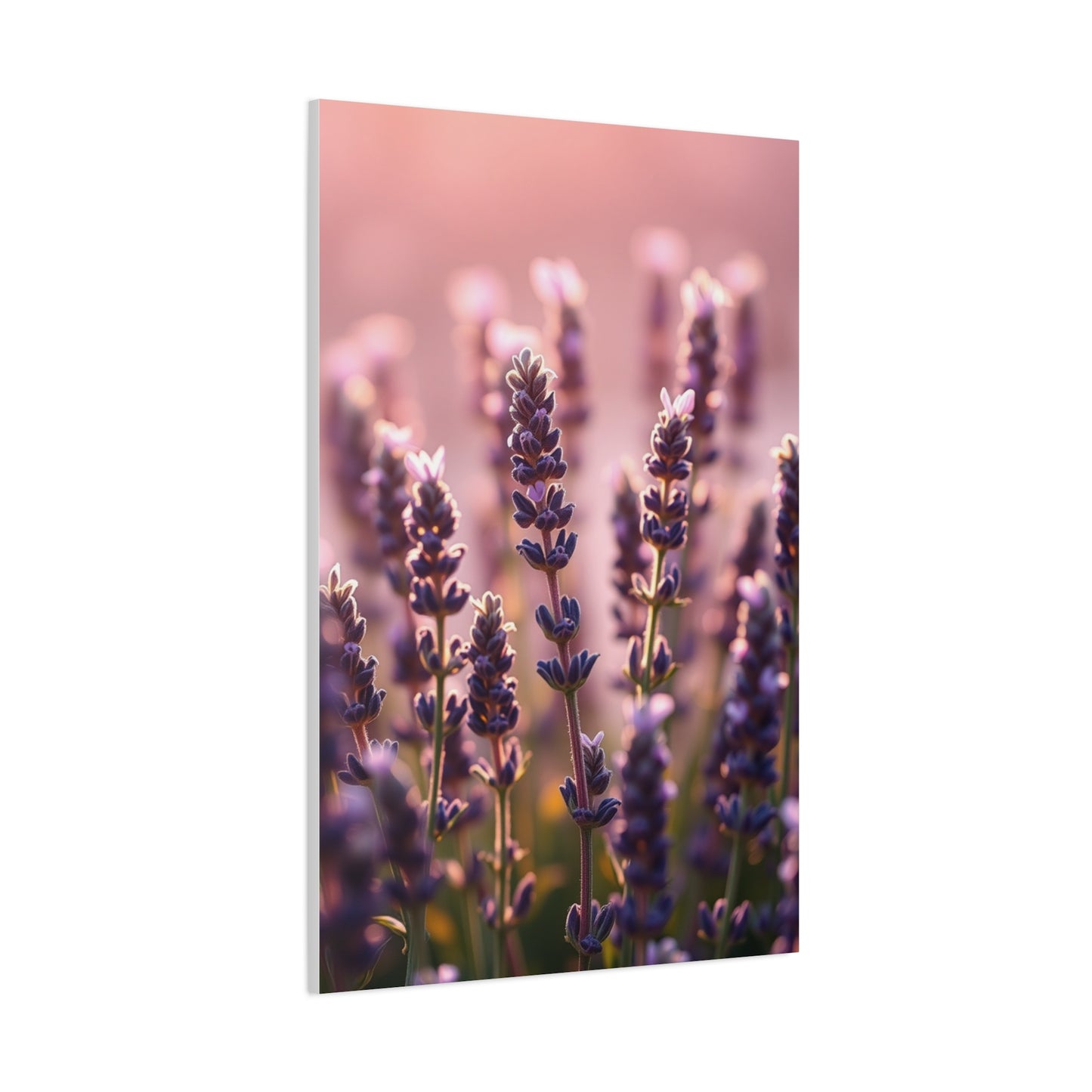 Collection Lavender Herb Art Wall Art & Canvas Print