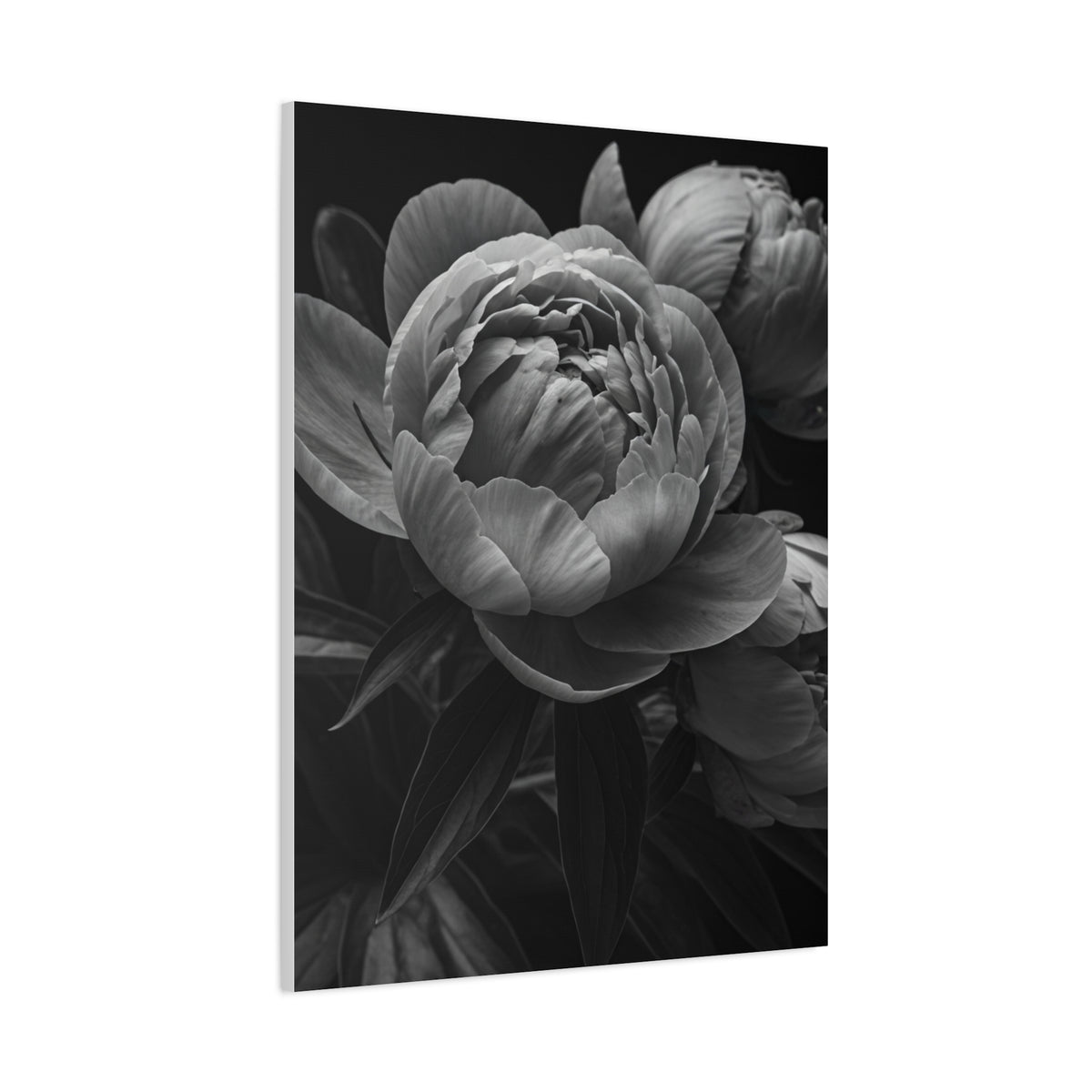 Peony Close-Up in Black and White Wall Art & Canvas Prints