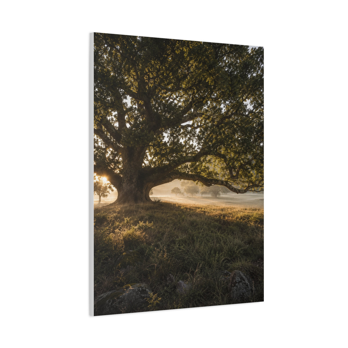 Ancient Oak Golden Dawn Landscape Trees Wall Art & Canvas Print