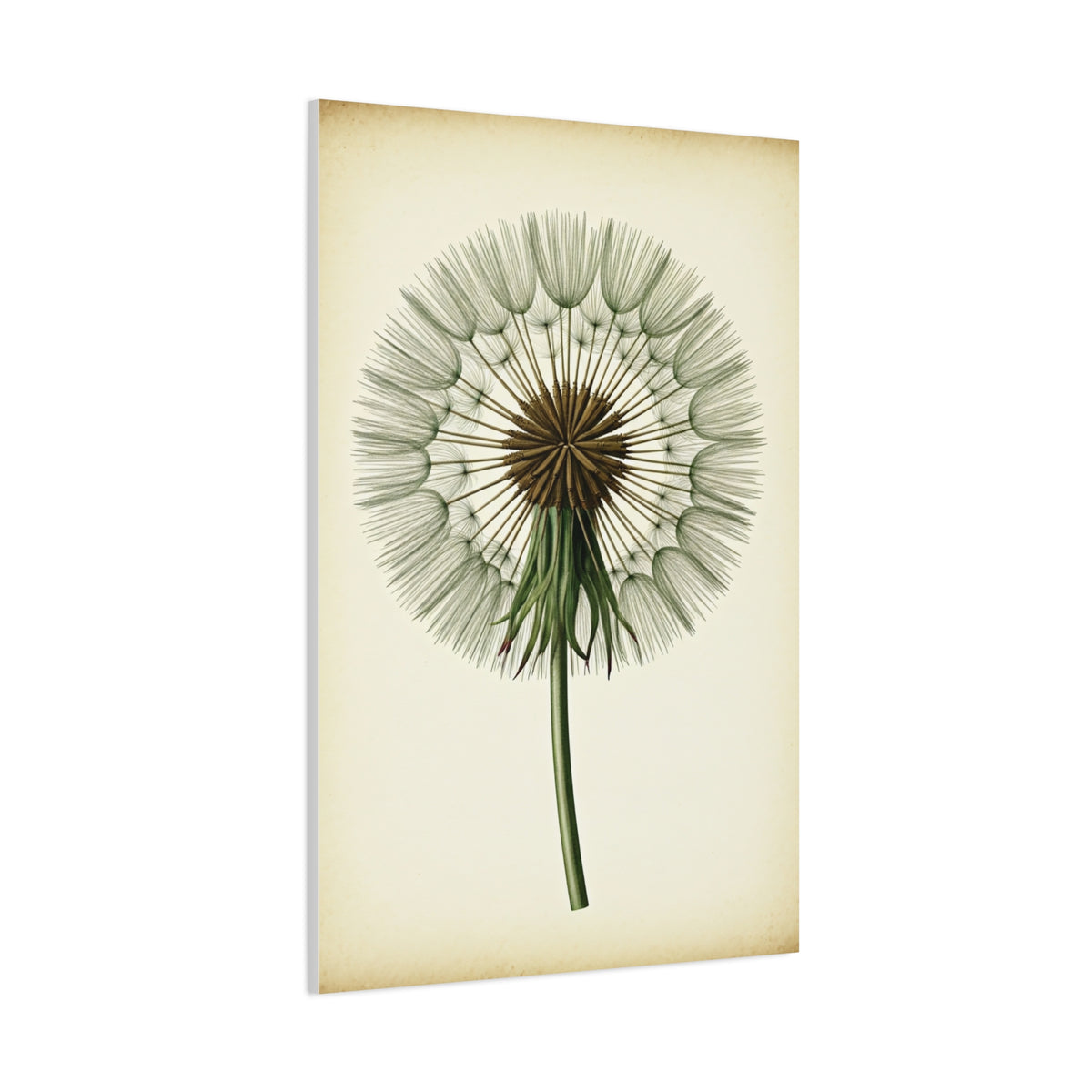 Dandelion Seed Head Illustration Wall Art & Canvas Prints