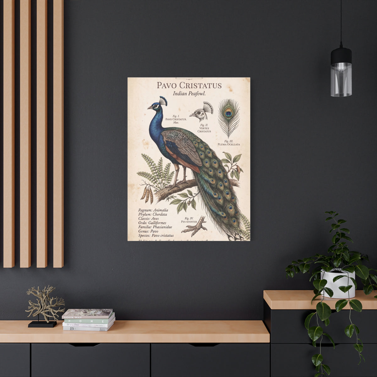 Vintage Natural History Peacock Study Wall Art & Canvas Print