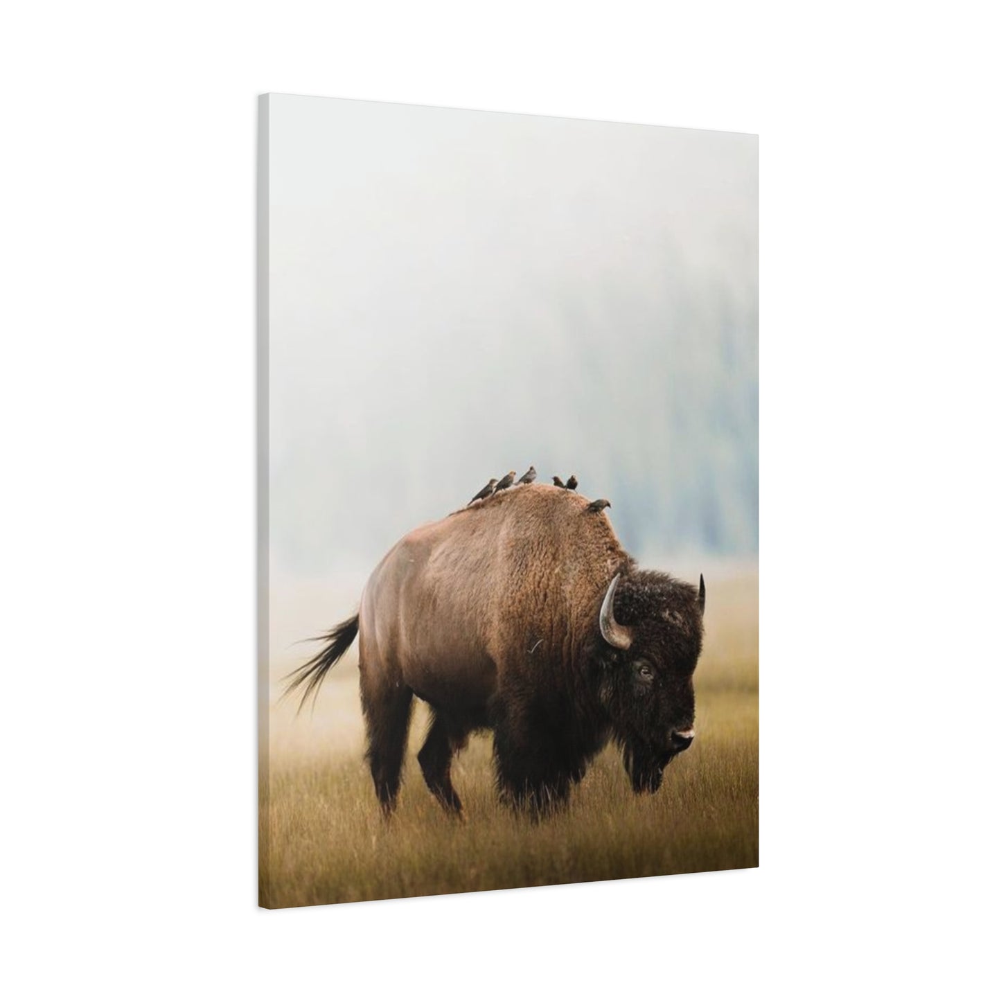 Bison Carrying Birds Wall Art & Canvas Prints