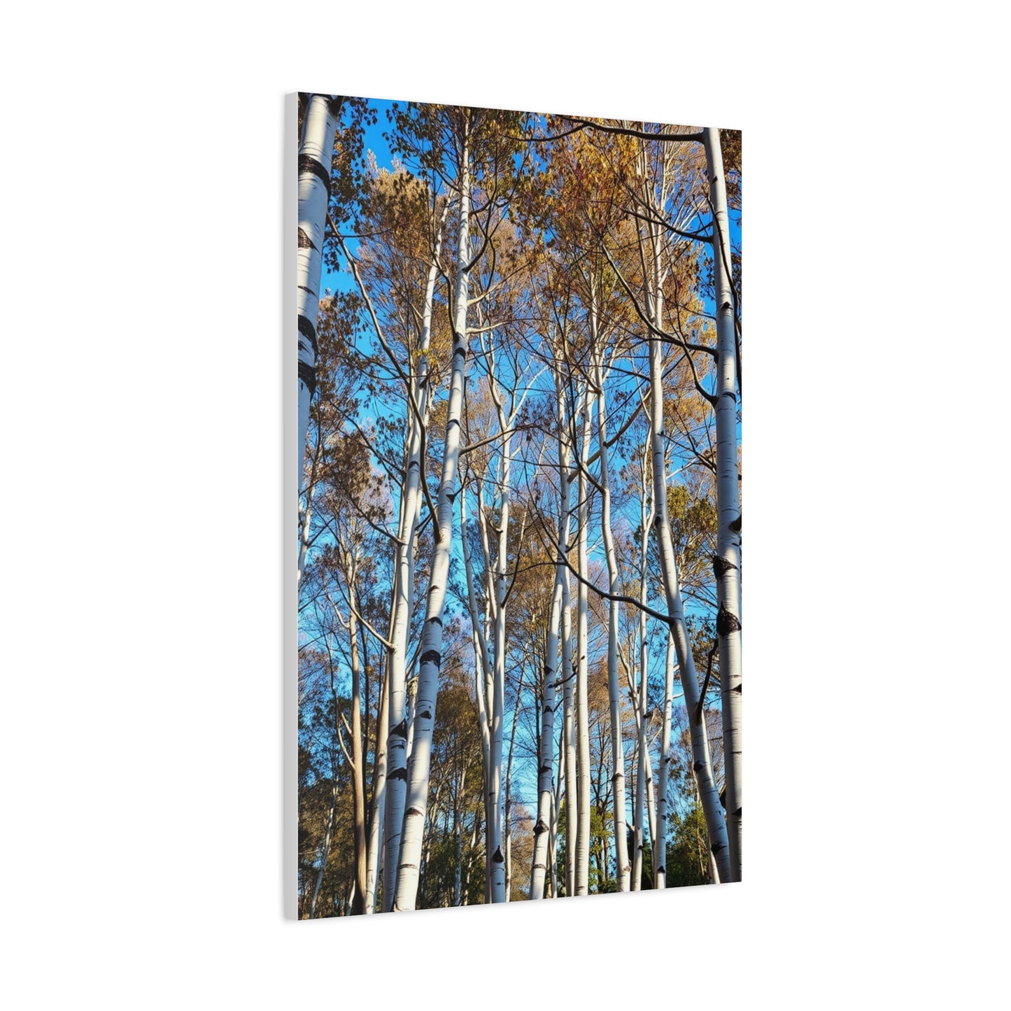 Masterpiece Aspen Tree Art Vision Wall Art & Canvas Print