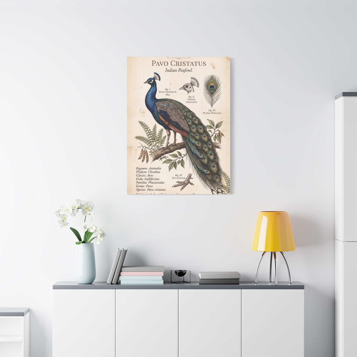 Vintage Natural History Peacock Study Wall Art & Canvas Print