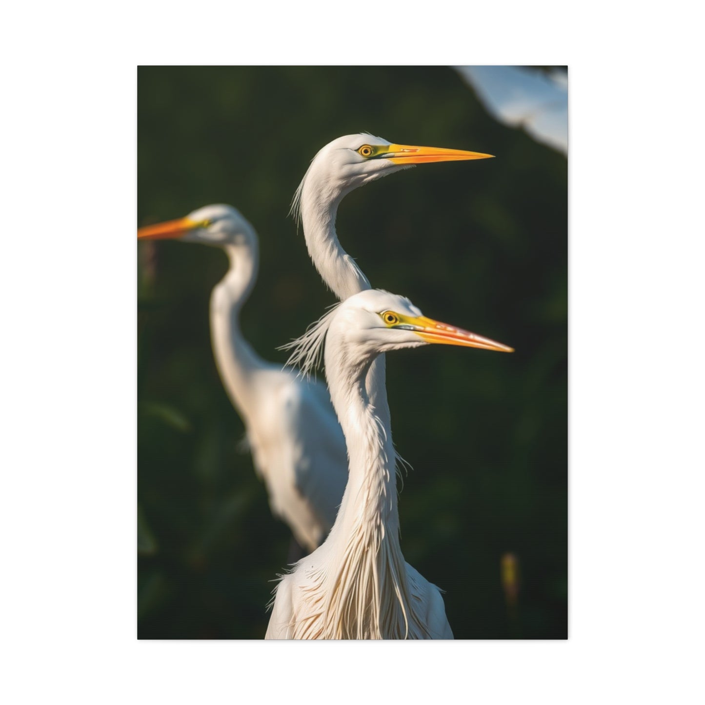 Herons and Egrets Art Supreme Gallery Wall Art & Canvas Print