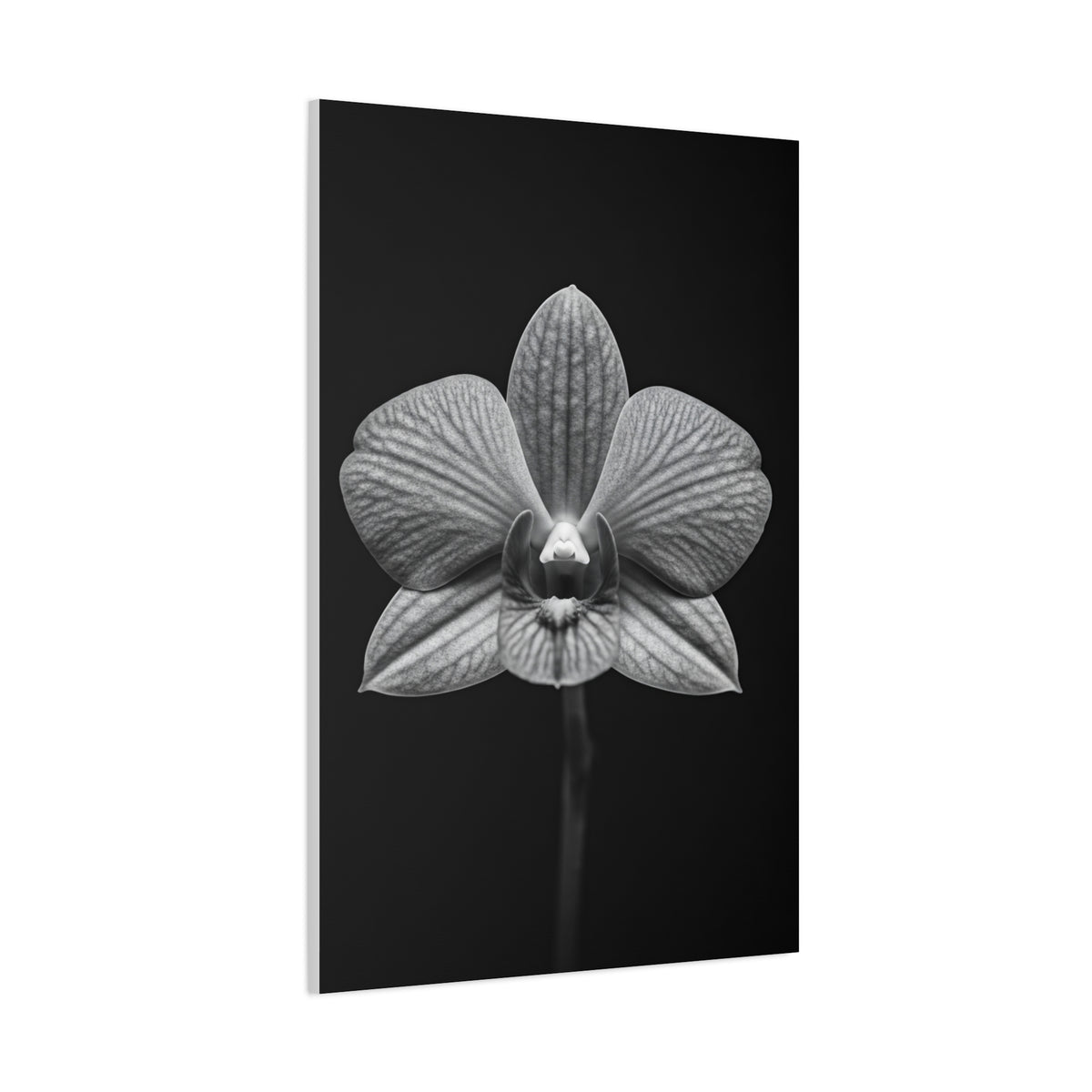 Orchid Serenity Study Wall Art & Canvas Prints