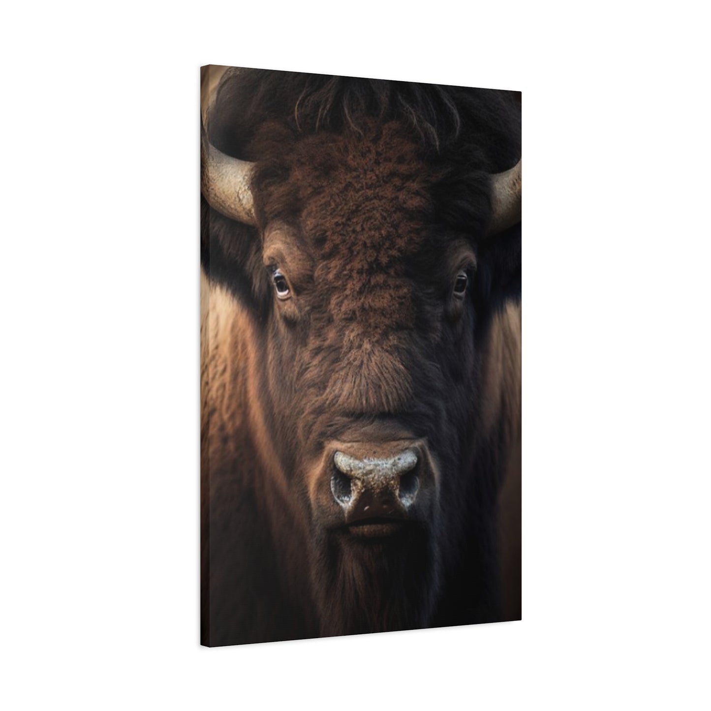 Bison Staring Wall Art & Canvas Prints