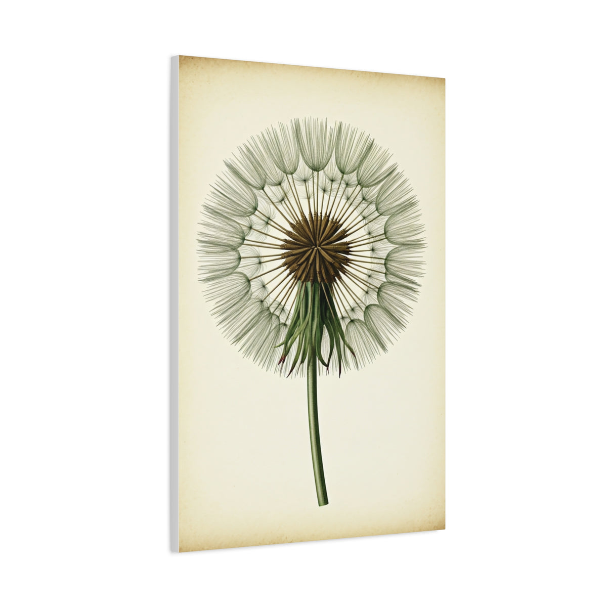 Dandelion Seed Head Illustration Wall Art & Canvas Prints