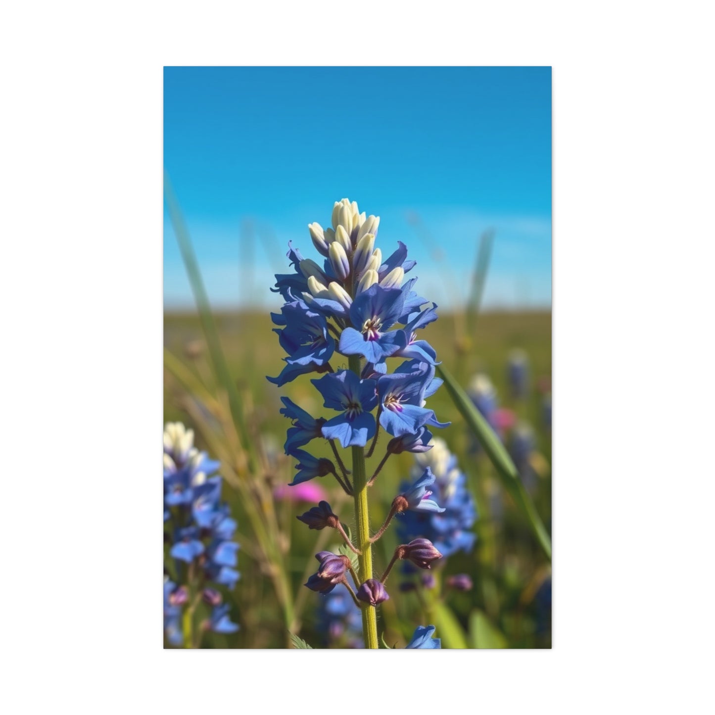 Bluebonnet Flower Art Supreme Canvas Gallery Wall Art & Canvas Print