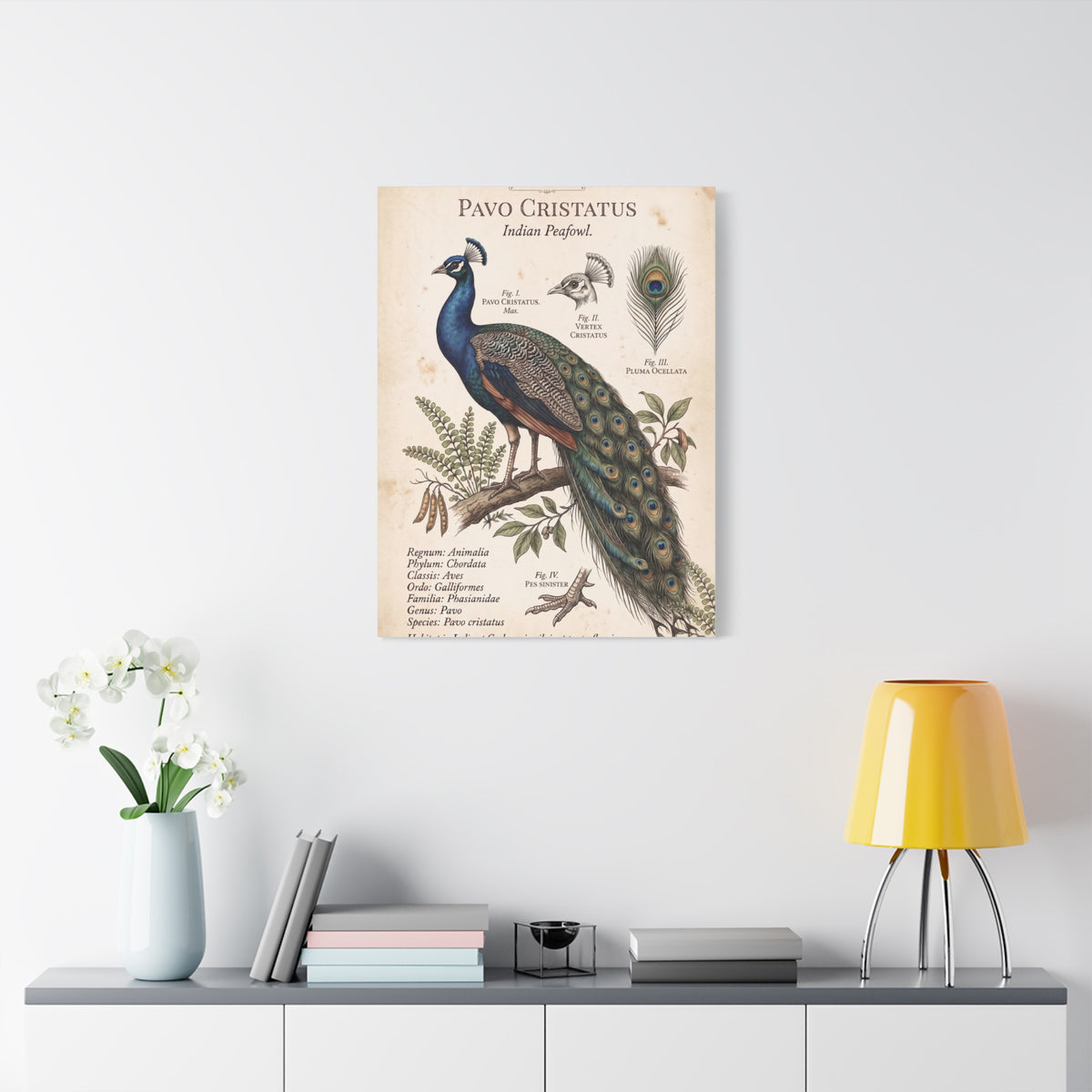 Vintage Natural History Peacock Study Wall Art & Canvas Print