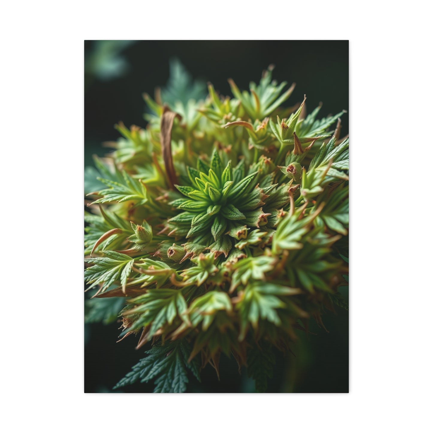 Herb Art Luxury Canvas Wall Art & Canvas Print