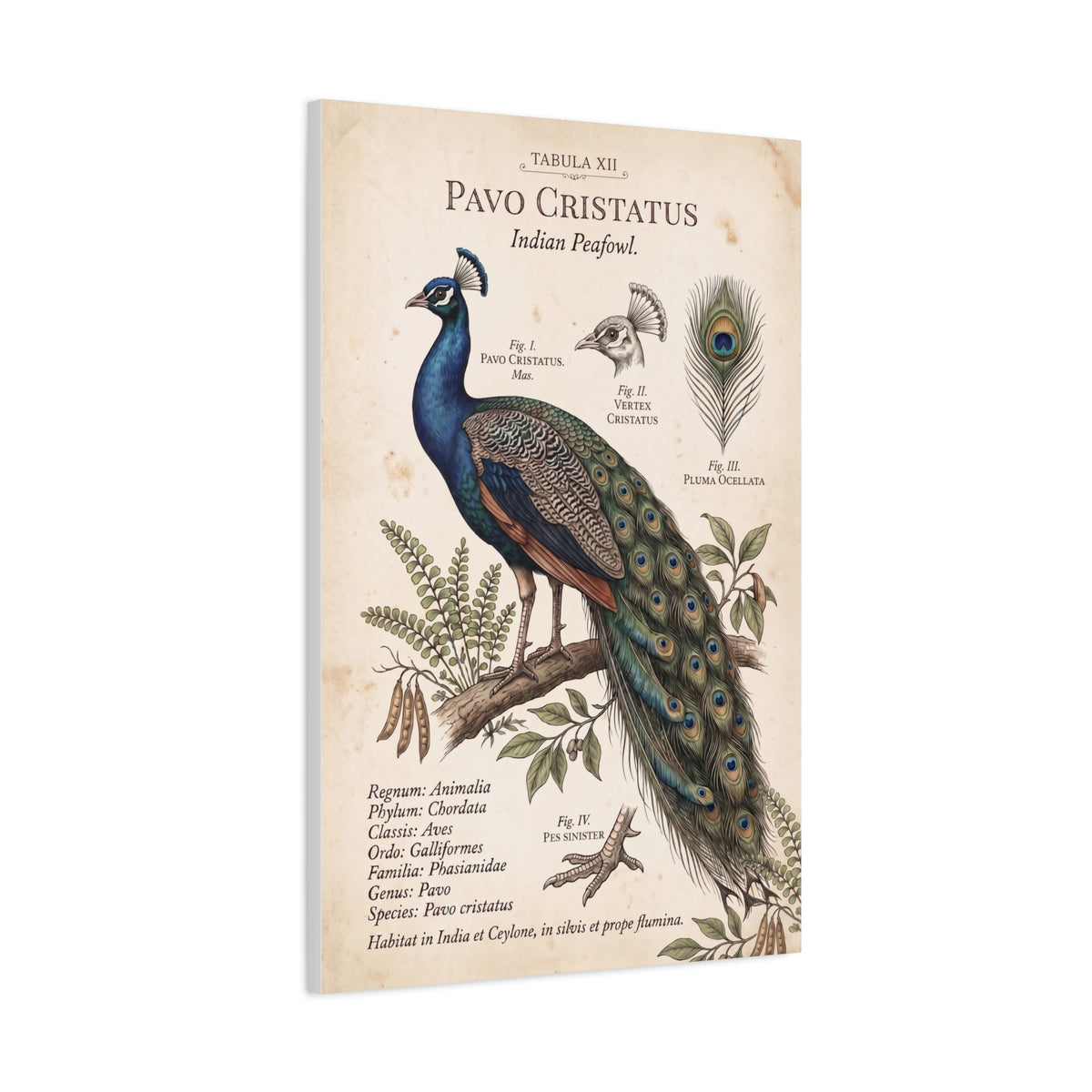 Vintage Natural History Peacock Study Wall Art & Canvas Print