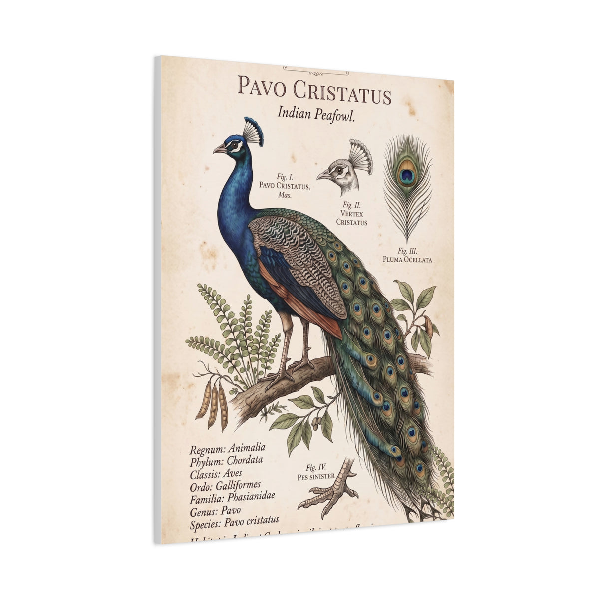 Vintage Natural History Peacock Study Wall Art & Canvas Print