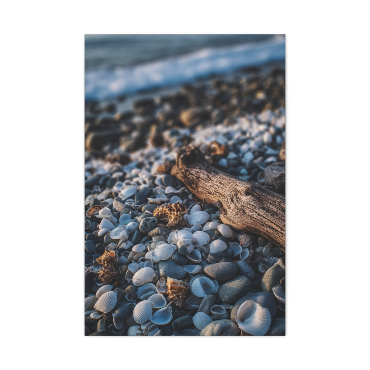 Rocky Shoreline with Seashells and Driftwood Wall Art & Canvas Print