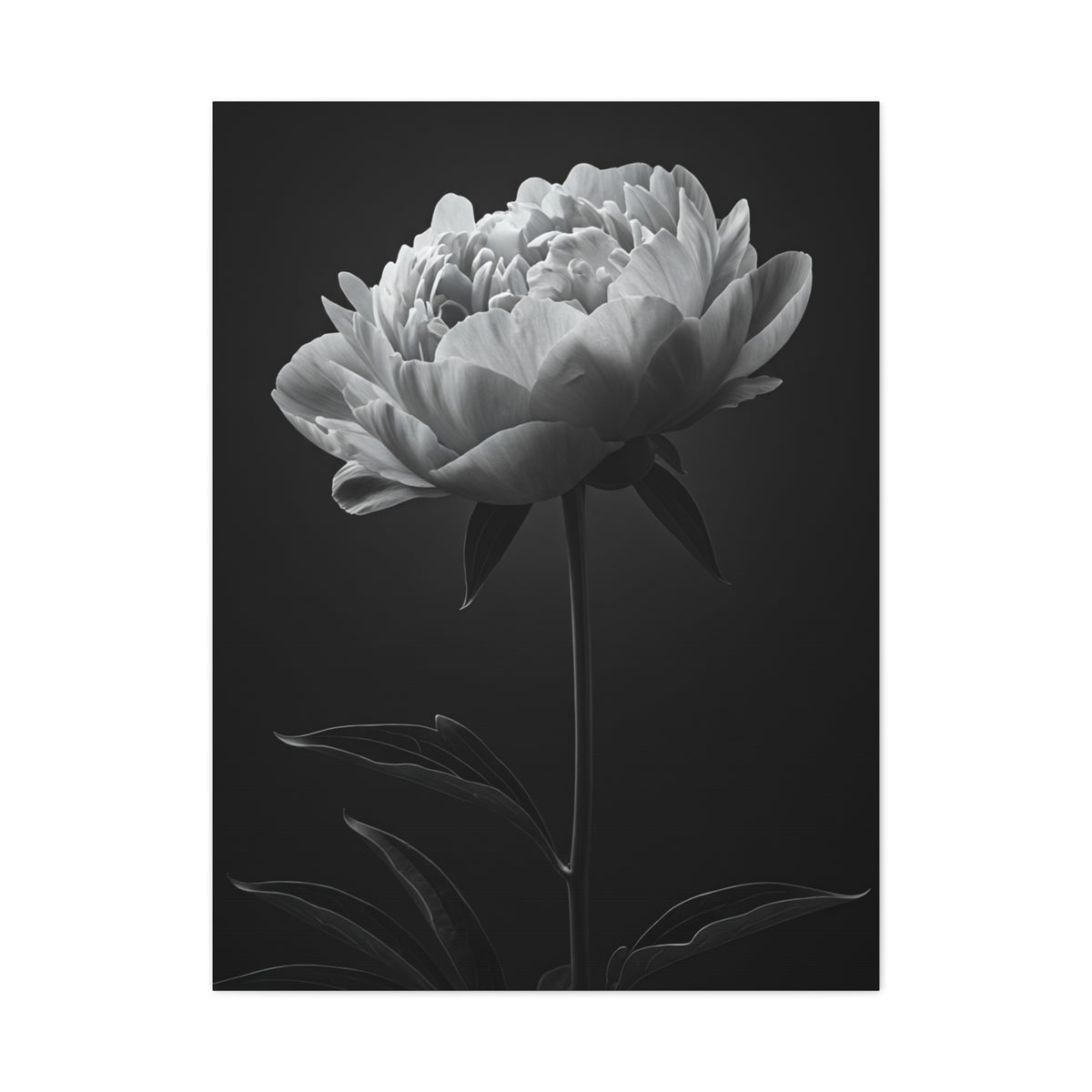 Peony Elegance in Monochrome Wall Art & Canvas Prints