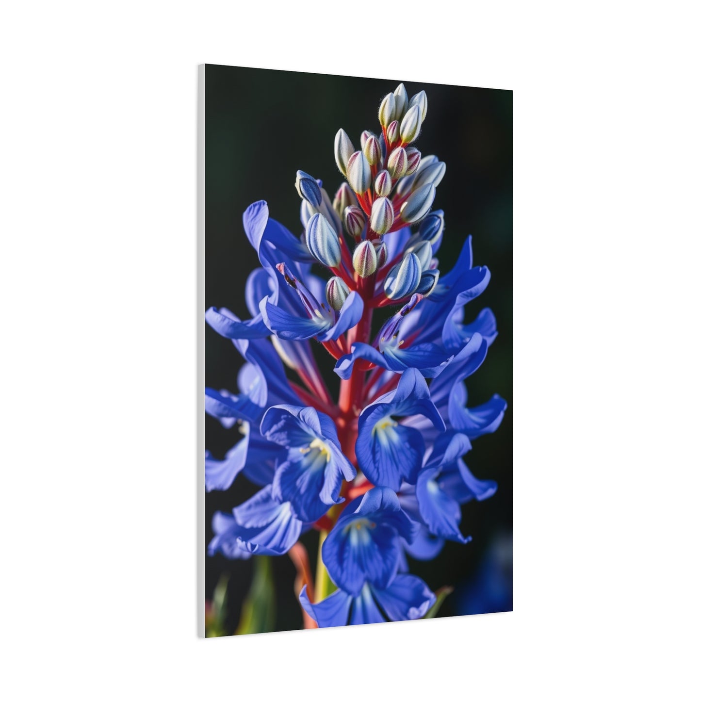 Bluebonnet Flower Art Supreme Canvas Wall Art & Canvas Print