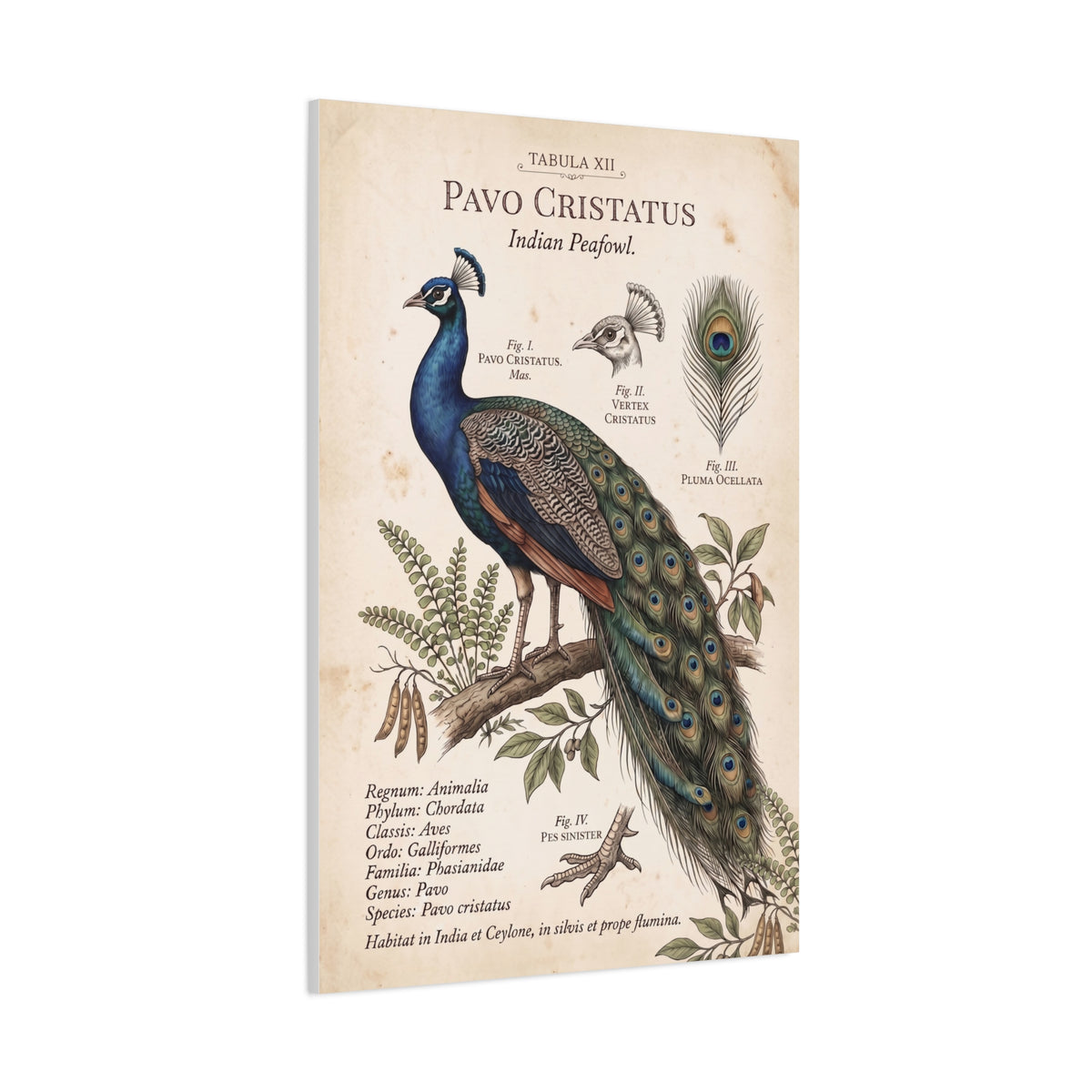 Vintage Natural History Peacock Study Wall Art & Canvas Print