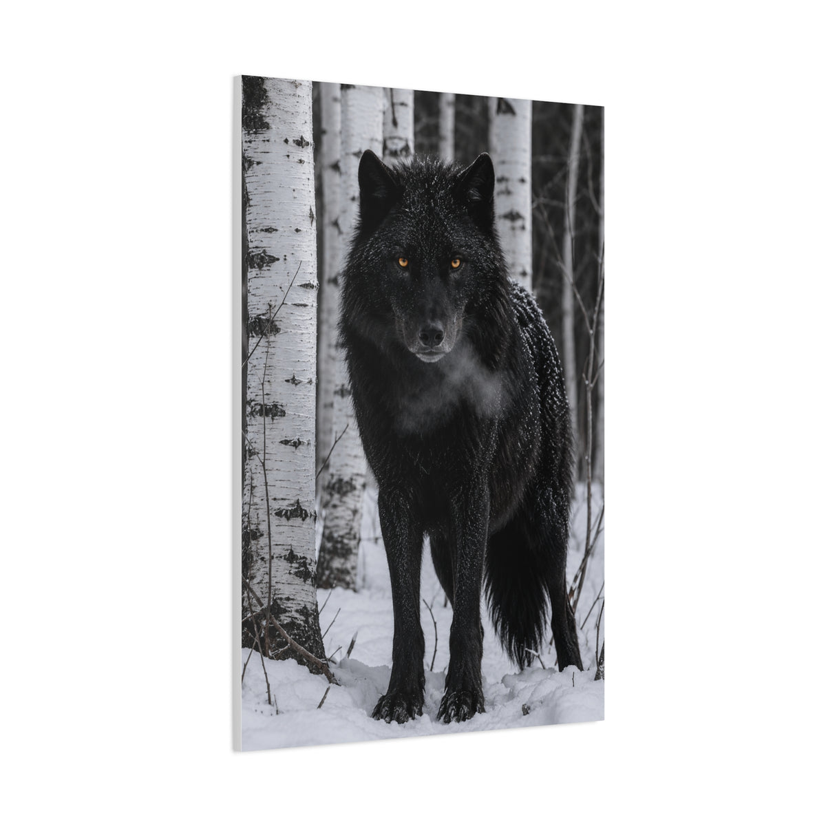 Midnight Black Wolf Aspen Forest Portrait Wall Art & Canvas Print