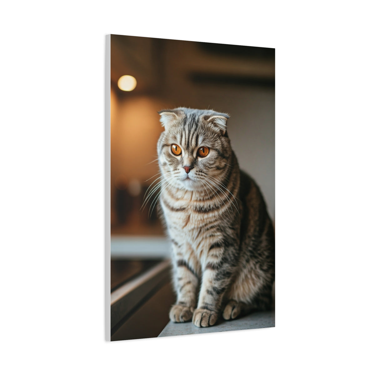 Scottish Fold Tabby Cat Wall Art & Canvas Prints