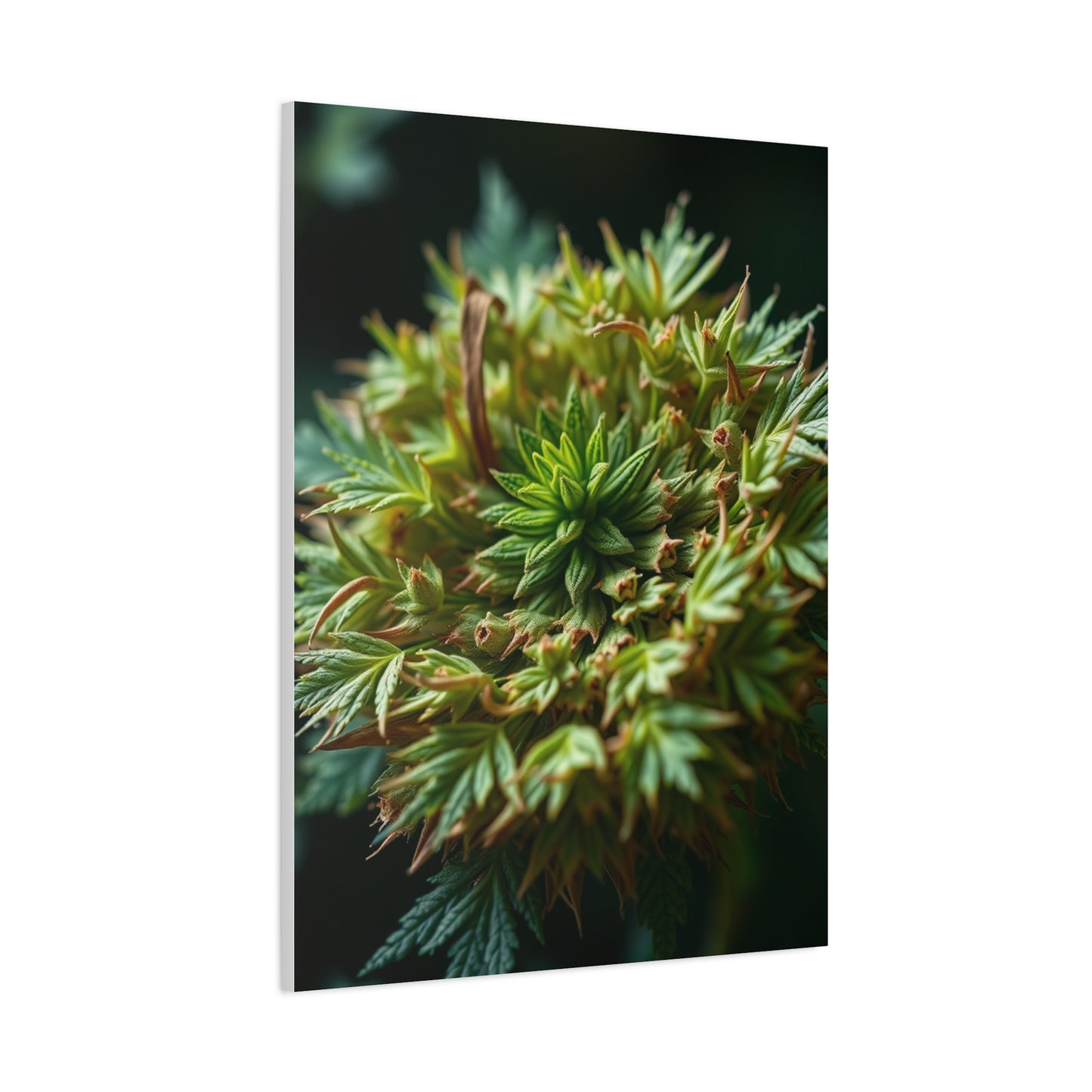 Herb Art Luxury Canvas Wall Art & Canvas Print