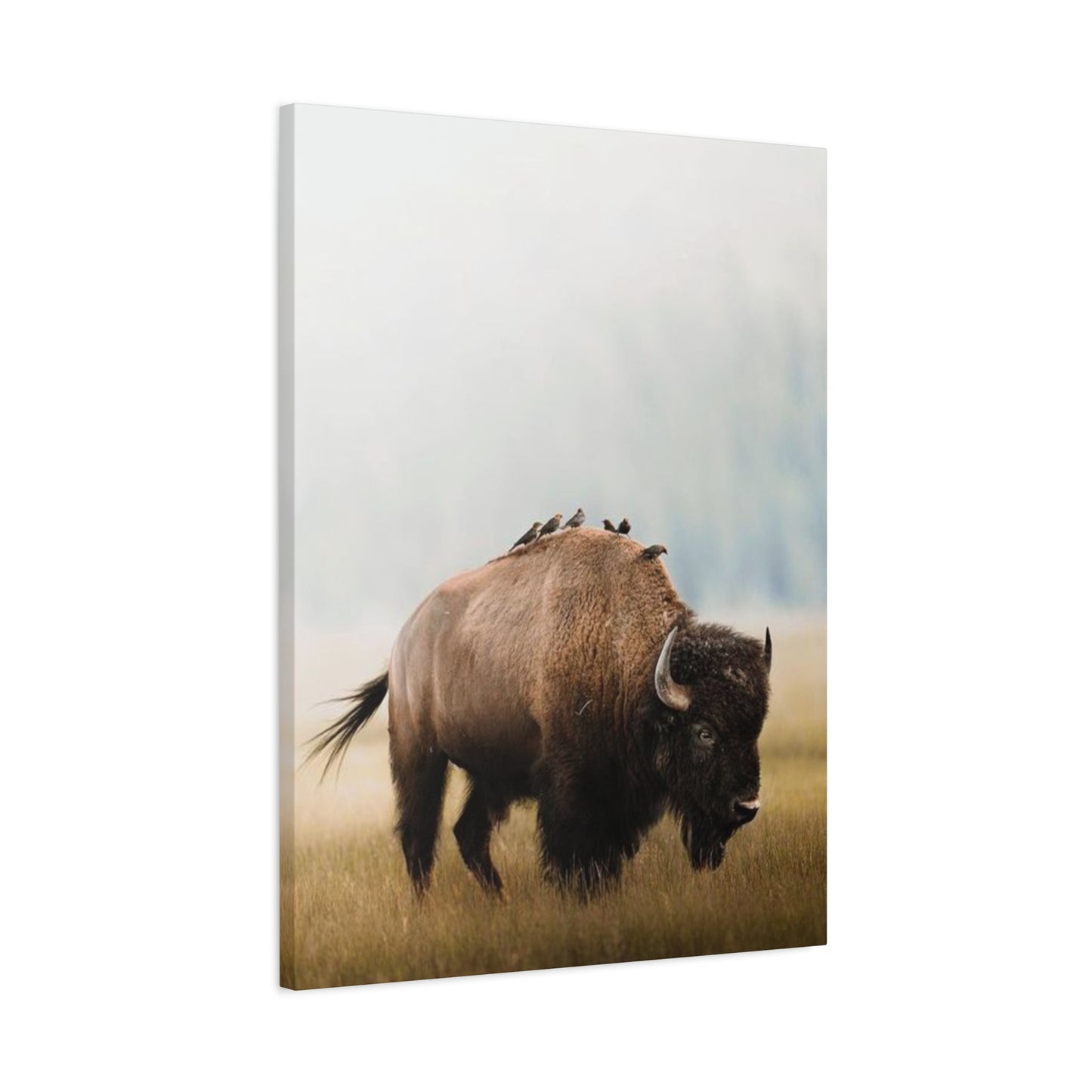 Bison Carrying Birds Wall Art & Canvas Prints