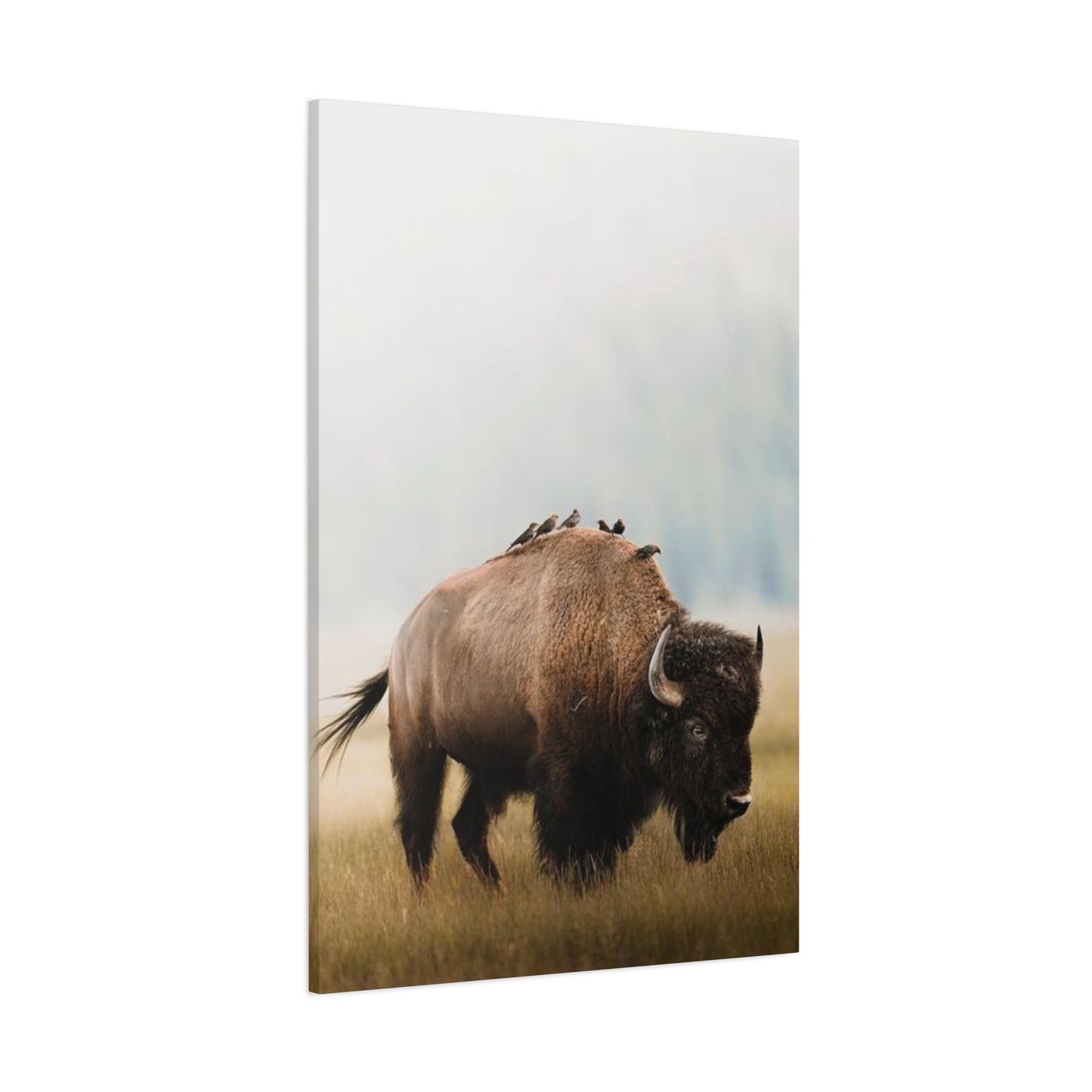Bison Carrying Birds Wall Art & Canvas Prints